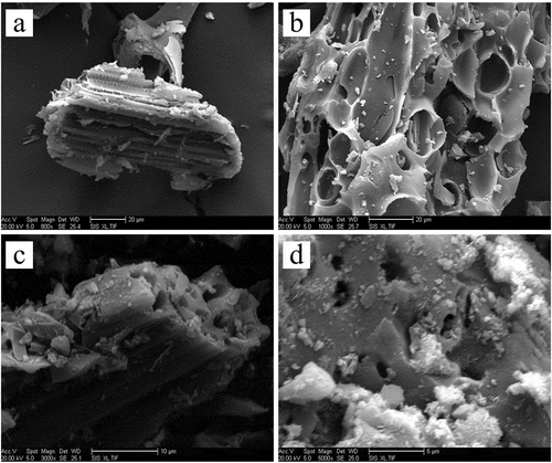 Figure 4. Photo (a) is the 1000 × magnified image of the surface structure of straw material without any treatment. Photos (b, c, and d) show surface structures of straw-based carbonaceous adsorbents prepared under the optimal conditions magnified at 1000×, 3000×, and 5000×, respectively.