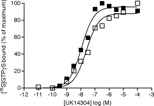 Figure 3.  Agonist dose–response curves with and without Ni2 + -beads. Various concentrations of UK14304 were incubated with 0.2 mg/ml α2A-AR containing reconstituted Gαi1his (50 nM) and β1γ2 (50 nM), 5 µM GDP; 10 µM AMP-PNP and 0.2 nM [35S]GTPγS in the absence (□) or presence (▪) of 10 µl Ni(NTA) agarose beads and the basal binding was 40 and 42 fmol/mg, respectively, whilst the maximal (UK14304-stimulated) binding was 300 and 275 fmol/mg, respectively. Data are presented as percent of maximum bound. The mix was incubated for 90 min at 27°C with shaking. Final volume was 100 µl and the entire reaction was filtered over a Whatman #1 filter and washed with 3×4 ml with ice-cold TMN buffer. The EC50 values were 24 nM and 11 nM in the absence and presence of Ni(NTA) agarose beads, respectively. A representative experiment is shown.