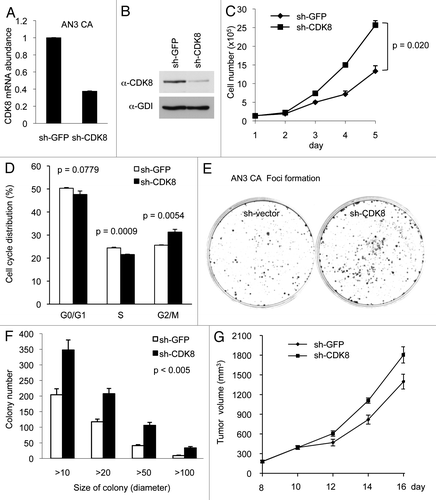 Figure 2. Depleting CDK8 promotes tumorigenesis in AN3 CA cells. AN3 CA cells were transduced with pLKO.1-shRNA targeting CDK8 or with control sequence targeting GFP. (A) The relative mRNA level of CDK8 was analyzed by qRT-PCR analysis, and (B) the CDK8 protein levels were analyzed by western blot. (C) AN3 CA cells or control cells (1.5 × 105 per well) were seeded in 6-well plate, and the number of cells per well was shown for 5 d (n = 4). (D) The effects of CDK8 reduction on cell cycle progression of the AN3 CA cells analyzed by flow cytometry analysis. (E) Colony formation experiments were conducted in 6-cm cell culture dish. 1,000 cells were seeded and allowed to grow for 2 weeks, and then the cells were stained with crystal violet (left). (F) The size and number of colonies were quantified by Fuji (ImageJ) software. (G) Tumor growth of CDK8 knockdown or control AN3 CA stable cells in 6–8-week-old female nude mice (n > 14 separate mice in each group). Cells (2 × 106) were implanted in two flanks of each mice and the volume of tumors were assessed in indicated days.