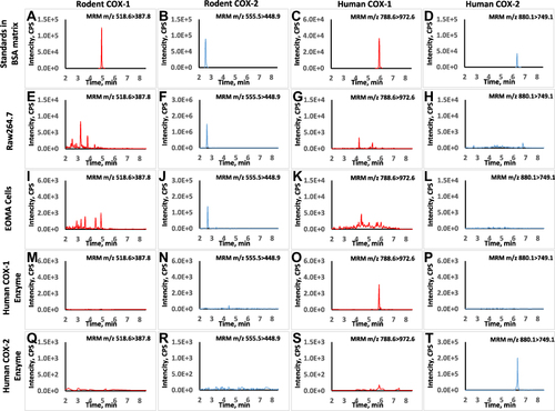 Figure 1 Typical chromatograms for LC-MS method specificity and selectivity. The retention times of representative peptides for rat COXs and human COXs were at 4.9, 2.6, 5.8 and 6.5 min, respectively (A–D). For Raw264.7 cells with LPS treatment, signal was only detected in rodent COX-2 MRM transition while it was below the detection limit in rodent COX-1 transition (E and F). No interference was found in human COX-1 and COX-2 transition (G and H). For EOMA cells with LPS treatment, signal was detected in rodent COXs’ transitions but not interfered in human COXs’ transitions (I–L). Similarly, the signal was only detected in human COXs’ transitions for the human recombinant enzymes samples and no background interference was found in rodent COXs’ transitions (M–T).