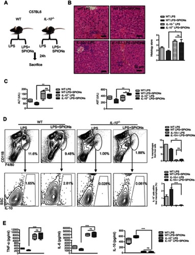 Figure 3 IL-10+ is necessary for SPIONs to suppress LPS-induced sepsis. (A) WT mice and IL-10−/−mice (n=6 for each group) were injected intraperitoneally with LPS (5 mg/kg) or a tail vein injection of SPIONs (4 mg/kg). After 24 hrs, mice were euthanized, and their livers were removed. (B) Histological analysis of livers is visualized by H&E staining. Livers were microscopically analyzed. Histological scores were assigned by a pathologist. (C) The levels of ALT and AST were detected in the sera of LPS induced WT and IL-10−/− mice for SPIONs treated and untreated mice. (D) Flow cytometry data of hepatic cells stained with antibodies for CD11b and F4/80 are presented. The proportion of IL-10+ producing macrophages was determined by flow cytometry. (E) Concentrations of blood inflammatory cytokines (TNF-a, IL-6) and anti-inflammatory cytokines (IL-10) were measured by ELISA. Data with error bars are presented as the mean±SD. Each panel is a representative experiment of at least three independent biological replicates. Scale bars, 50 mm. *p<0.05, **p<0.01, ***p<0.001 as determined by unpaired Student’s t-test.Abbreviations: SPIONS, superparamagnetic iron oxide nanoparticles; LPS, lipopolysaccharide; PBS, phosphate buffer saline; FBS, fetal bovine serum; AST, aspartate aminotransferase; ALT, alanine aminotransferase; IL-6, interleukin-6; TNF-α, tumor necrosis factor-α; IL-10, interleukin-10; ns, not significant.