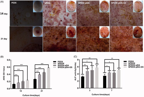 Figure 3. Effects of PEEK, SPEEK, SPEEK–pDA, and SPEEK–pDA–GS on the osteogenic differentiation of MC3T3-E1 under osteoinductive and osteoconductive conditions. (A) ARS staining for the morphology evaluation of the calcium deposition and (B) calcium deposition results on days 14 and 21. (C) Determination of ALP activity on days 3 and 7. (n = 3, * p < .05, ** p < .01, and *** p < .001).