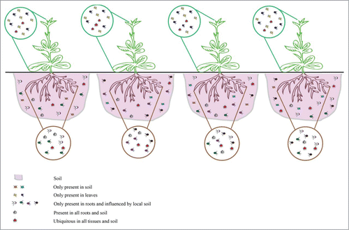 Figure 2. Summarizing scheme illustrating the intraspecific variation of root bacterial communities among individual plants of N. attenuata. Shoot bacterial endophytes are similar among individual plants and independent of the plant's capacity to produce JA, while root-associated bacterial communities are highly variable among different individuals irrespective of genotypes. We hypothesize that the intraspecific differences are due to local soil niches leading to the recruitment of plant-specific taxa that could be recruited for “opportunistic mutualisms.”