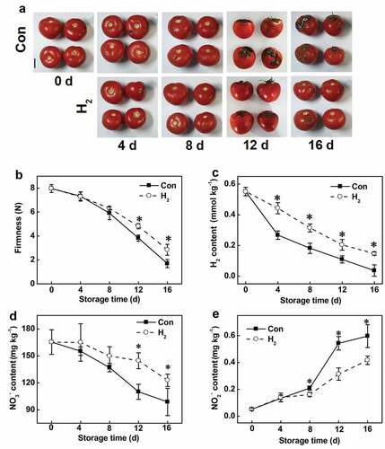 Figure 1. Exogenously applied H2 not only delayed senescence (a, b), but also slowed down H2 production (c) and nitrate content (d), and nitrite accumulation (e) during storage of tomato fruit. Bar = 5 cm. Asterisk denotes significant difference at P < .05 according to t-test