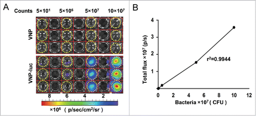 Figure 1. Characterization of VNP20009-luc in vitro. (A) VNP20009-luc cells were diluted to obtain numbers ranging from 50 to 1 × 108 cells, plated in duplicate wells, and imaged with IVIS Spectrum Imaging System. Wells containing VNP20009 served as controls. Dotted circles indicated the wells with bacteria. (B) Correlation between the VNP20009-luc counts and bioluminescence (r2 = 0.99). VNP and VNP-luc are abbreviations for VNP20009 and VNP20009-luc.