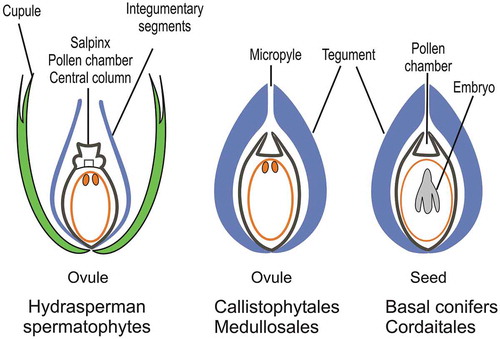 Figure 4. Morphological diversification of ovules/seeds in early spermatophytes.