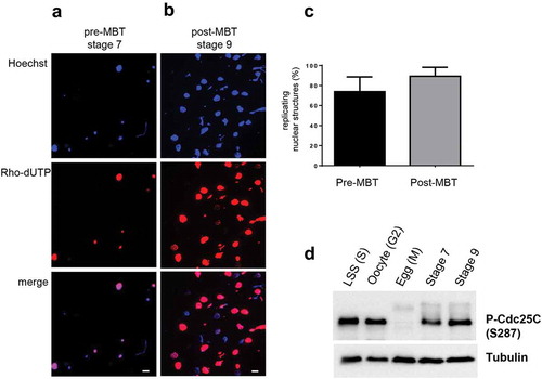 Figure 2. DNA replication of karyomeres and interphase nuclei in embryonic extracts.Karyomeres and nuclei in embryonic extracts were incubated for 15 min in the presence of rhodamine-dUTP and processed for fluorescence microscopy. Karyomeres and interphase nuclei were isolated from (a) pre-MBT lysates, (b) post-MBT lysates. (c) Mean percentages (with standard deviation) of all replicating nuclear structures, karyomeres and interphase nuclei, were quantified from two independent experiments. bar = 15 µm, (d) Western blot analysis of embryo lysates from stage 7 and stage 9 with anti-human P-Cdc25C (S219) antibodies, which recognize Xenopus P-Cdc25C (S287). LSS (S): low-speed supernatant, S phase egg extract; Oocyte (G2): oocyte extract (G2 phase), Egg (M): inactivated, laid egg extract (meiosis); st7: stage 7 embryo lysate; st9: stage 9 embryo lysate.