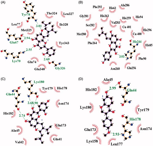 Figure 3. (A–D) The green dotted line present hydrogen bond interactions between ligands 1–4 and receptor, respectively.