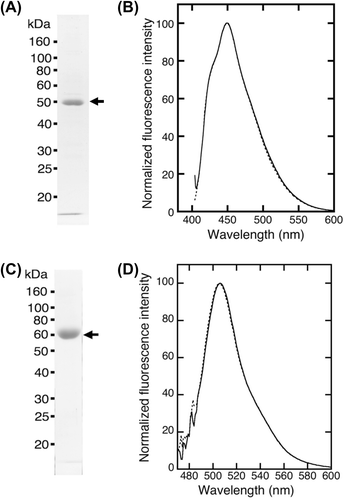 Fig. 2. Purified fusion proteins and the fluorescence spectrum. (A) Purified PrP-EBFP was analyzed by SDS-PAGE. (B) Fluorescence emission spectrum of PrP-EBFP. The protein was excited at 386 nm. (C) Purified NRG-EGFP was analyzed by SDS-PAGE. (D) Fluorescence emission spectrum of NRG-EGFP. The protein was excited at 474 nm.