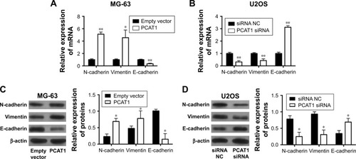 Figure 6 Effects of PCAT1 on EMT in osteosarcoma cells. qRT-PCR analysis of the mRNA expression levels of N-cadherin, vimentin and E-cadherin in (A) MG-63 cells transfected with pcDNA3.1 plasmid or pcDNA3.1-PCAT1 plasmids and in (B) U2OS cells transected with scrambled siRNA or PCAT1 siRNA. Western blot analysis of protein levels of N-cadherin, vimentin and E-cadherin in (C) MG-63 cells transfected with pcDNA3.1 plasmid or pcDNA3.1-PCAT1 plasmid and in (D) U2OS cells transected with scrambled siRNA or PCAT1 siRNA. N=3. Significant differences among groups were determined by Student’s t-test. *P<0.05, **P<0.01.