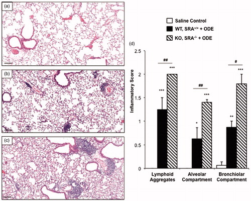 Figure 2. Lung inflammation in SRA KO following 1 week recovery after repetitive ODE exposures. Mice intra-nasally treated with saline or ODE daily for 3 weeks and subsequently rested (no intra-nasal treatments) for a 1 week recovery phase. A representative 4–5-µm thick section (H&E stained) of one mouse per treatment group is shown (10 × magnification). (a) Saline. (b) Wild-type (WT) SRA+/+ treatment group. (c) KO SRA−/− treatment group. (d) Mean semi-quantitative distribution of inflammatory scores of lung lymphoid aggregates, bronchiolar inflammation and alveolar inflammation in mice (n = 4–5 mice/group). Error bars represent SE. Statistically significant (*p < 0.05, **p < 0.01, ***p < 0.001) versus saline. #p < 0.05 and ##p < 0.01: significant differences between groups as indicated (1-way ANOVA with Tukey’s post-hoc comparison). Line scale represents 100 µm.