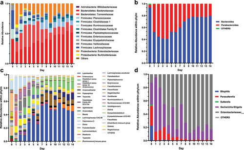 Figure 6. Representative dynamics of bacterial taxonomy in MiCoMo over 14 d culture for Individual A. Day 0 indicates original fecal sample, Day 1–14 indicate cultured samples from MiCoMo, averaged over 3 technical replicates. ASVs that didn’t account for at least 1% of total abundance in any day were grouped in Others. A) Family-level taxonomy of the whole community B) Genus-level taxonomy within the Bacteroides phylum C) Genus-level taxonomy within the Firmicutes phylum D) Genus-level taxonomy within the Proteobacteria phylum.