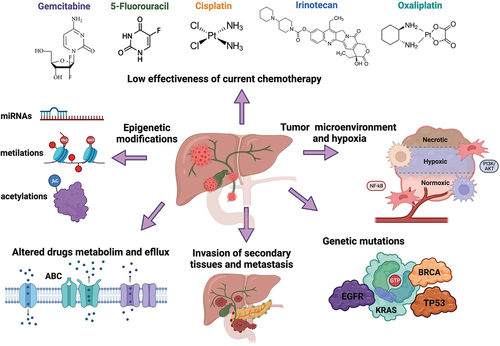 Figure 1. Molecular mechanisms of chemoresistance in BTC. chemoresistance in biliary tract cancer is mainly caused by epigenetic modifications, genetic mutations, hypoxic tumor microenvironment, great metastatic capacity of tumor cells and deregulation of metabolic pathways induced by chemotherapeutic agents, including changes in drug entry and exit transporters and changes in enzymes involved in drug effects. This is supported by the effective reduction of current cytotoxic drugs. Created with Biorender.com.