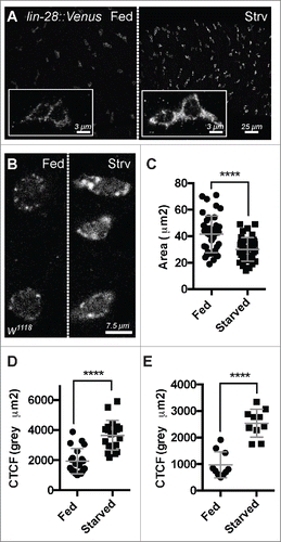 Figure 1. Lin-28 levels and subcellular distribution are nutrient sensitive. (A) LIN-28::Venus expression in the intestinal progenitor cells of fed (left) and starved (right) animals. Insets are magnified views. LIN-28::Venus was detected with anti-GFP antibodies. (B) LIN-28 expression in the intestinal progenitor cells of fed (left) and starved (right) animals. LIN-28::Venus was detected with anti-LIN-28 antibodies. (C) Scatter dot plot showing the area of Lin-28::Venus expressing progenitor cells in fed vs. starved animals. Mean and standard deviation (SD) are shown. (D) Scatter dot plot of the Corrected Total Cell Fluorescence (CTCF) of Lin-28::Venus expressing cells in fed vs. starved animals. Mean and SD are shown. (E) Scatter dot plot of the CTCF readings from Lin-28 expressing cells in fed vs. starved animals. Mean and SD are shown.