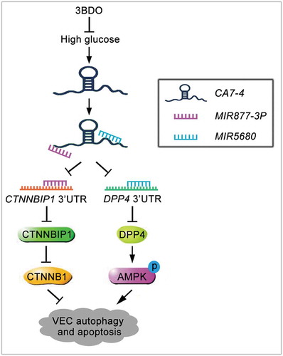 Figure 11. Schematic of CA7-4 regulating VEC autophagy and apoptosis caused by high glucose. High glucose induces VEC autophagy and apoptosis. In this progress, upregulated CA7-4 as a miRNA sponge to decoy MIR877-3P and MIR5680, promote the expression of CTNNBIP1 and DPP4, decrease the level of CTNNB1 and increase AMPK phosphorylation. 3BDO can attenuate high glucose-induced VEC autophagy and apoptosis by weakening the upregulation of CA7-4.