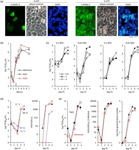 Figure 1. Propagation of DAdV-1 in CR.pIX cell lines. (a) Infection of adherent cell monolayers is visible only by immunofluorescence staining 3 days PI but virus spreads efficiently until 5 days PI. (b) Efficient replication in suspension cultures requires addition of an aggregation-inducing medium 2 days PI. The reference is a culture without feed, SCS was given cell proliferation medium and AGG virus production medium 2 days PI. Experiment was performed in bioreactors with 110 ml culture volume. (c) Effect of MOI on infectious yields (left panel) and amplification of genomic DNA (right panel). The viral genome burst number was calculated from the ratios of viral genome to cellular E1A gene for each time point relative to the ratios at day 0. The numbers in the legend refer to cell density × 106 at the time of infection. Shown are the mean values of duplicates. (d) Propagation at 33°C does not release infectious units but appears to lead to a measurable amplification of antigen (HAU, right panel). Optimal temperature was determined to be 37°C. The experiment was performed in bioreactors with 100 ml culture volume. (e) The final process scaled to bioreactors with 100 ml culture volume. Comparison of yields of infectious units, HA activity and genome amplification in bioreactors and shake flasks. The reference shown was performed in shake flasks in triplicates with 50 ml culture volume each, error bars indicate standard deviation. CPE, cytopathic effect; PI, post infection; SCS, single-cell suspension; AGG, suspended aggregate; HAU, HA units.