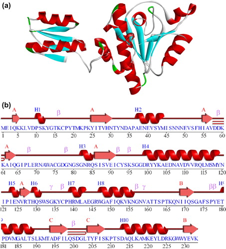 Figure 2. (a) 3D Structural representations of plyG from B. anthracis infecting γ phages. (b) Secondary structures of plyG from B. anthracis infecting γ phages.