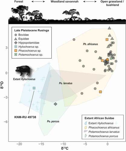 Figure 6. Stable carbon and oxygen isotope values of Late Pleistocene Rusinga Island large mammals and extant African Suidae. Note that KNM-RU 49738 falls within the range of variation of extant Hylochoerus.
