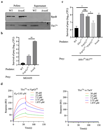 Figure 4. Tle1Vc delivery requires functional T6SS and VgrG1E1.