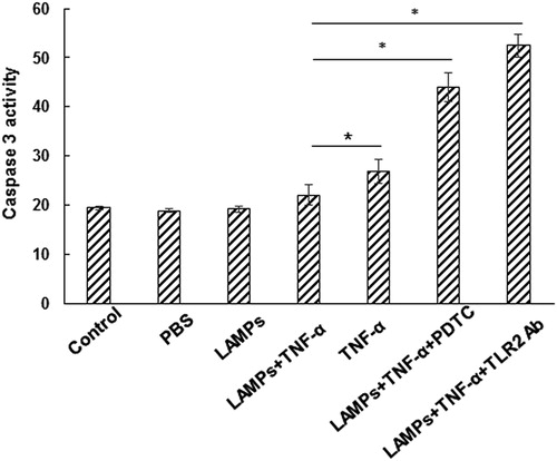 Figure 7. Effect of M. genitalium LAMPs on TNF-α-induced caspase-3 protease activity in HeLa cells.Note: After treatment with M. genitalium LAMPs for 4 h, the HeLa cells were stimulated with TNF-α (10 ng/mL) along with CHX (10 μg/mL). Then the caspase-3 protease activity was measured 2 h later. PDTC or TLR2-Ab was used to block NF-κB in the HeLa cells before M. genitalium lipoproteins treatment and apoptosis induction. Compared with the LAMPs + TNF-α group, *p < .05.