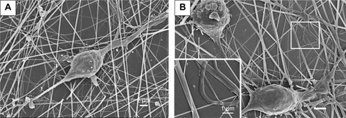 Figure 8 SEM images of neurons grown on the SNF-PDL substrates 10 days (A) and 15 days (B) postdifferentiation.Notes: (A) Scale bars represent 2 μm. Inset in (B) is magnification of the corresponding surfaces. Scale bars represent 2 μm in A and B, and 1 μm in inset.Abbreviations: SNF, silica nanofiber; SEM, scanning electron microscopy; SNF-PDL, poly-d-lysine-treated silica nanofiber.