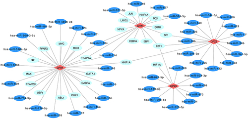 Figure 4 GPXs-miRNA interaction network. Red rhombuses represent GPXs. Navy blue ovals represent miRNA. Light blue ovals represent predicted proteins that co-regulate with miRNA.
