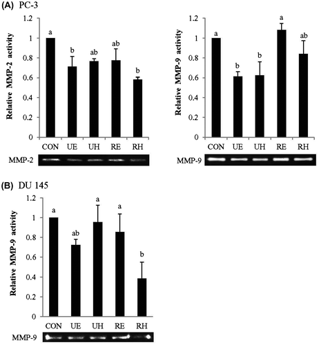 Fig. 4. Effects of RCM Extracts on MMP-2 and MMP-9 Activities in PC-3 and DU 145 Cells.Notes: PC-3 (A) and DU 145 (B) were seeded in 48-well plates at a density of 4 × 104 cells/mL. Cells were treated with UE, UH, RE, and RH (100 μg/mL) for 24 h. Medium was collected, and the activities of MMP-2 and MMP-9 were measured by gelatin zymography. Relative activities of MMP-2 and MMP-9 were measured by zymography. Values not sharing the same letter were significantly different (p < 0.05). (CON: control, UE: unripe R. coreanus Miquel ethanol extract, UH: unripe R. coreanus Miquel water extract, RE: ripe R. coreanus Miquel ethanol extract, and RH: ripe R. coreanus Miquel water extract).