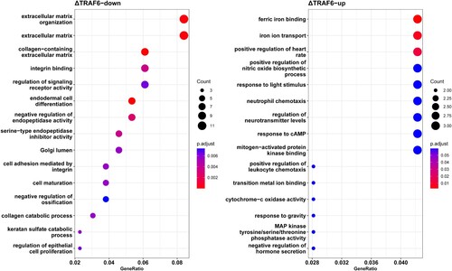 Figure 4. The top 15 enriched gene ontology terms of (A) downregulated genes and (B) upregulated genes. The abscissa represents the proportion to gene ratio of the enriched gene number. The node size represents the count of genes significantly enriched in each gene ontology term.