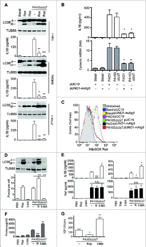 Figure 7. Manipulating in vitro and in vivo levels of autophagy modulates inflammasome activation following P. aeruginosa infection. (A) The panels show representative protein gel blots of LC3B isoforms and TUBB5 as a loading control following infection and rapamycin (50 μg/ml) (Rap) or resveratrol (50 μg/ml) (Res) treatment as indicated. Graphs are means (with SEM as error bars) of IL1B secretion in the same experiments. *** indicates significant difference between the levels in the presence and absence of rapamycin or resveratrol during infection, P < 0.001. (B) Levels of IL1B (upper panel) and cytosolic mitochondrial DNA (lower panel) in cells transfected with expression plasmid for murine Atg5 (pUNO1-mAtg5) or control plasmid (pUC19) infected as shown. (C) Flow cytometry of BMDMs transfected with plasmids as indicted and infected as shown and stained for mitochondrial reactive oxygen with mitososx. (D to G), results from intraperitoneal infection of female C57BL/6 mice with PA103ΔUΔT treated with rapamycin (R), or 3-methyl adenine as indicated. (D) Levels of LC3B-I and -II in recovered peritoneal cells following infections and treatments as shown; lower panel shows mean (± SEM) numbers of LC3B containing puncta per cell as described in Fig. S1B. (E) Levels (n = 3) of IL1B and TNF (error bars are SEM) in the blood (left panels) and peritoneal washings (right panels) before and 6 h after infection with the indicated treatments. * and ** and *** indicate significant differences from the levels in infected animals with no pretreatment, P < 0.05, 0.01 and 0.001 respectively. (F) Protein concentration in peritoneal fluid following infection and treatments shown. (G) Bacterial colony counts per ml of recovered fluid from the peritoneal cavity with the treatments as shown. Columns are means of triplicate determinations, error bars SEM. (D to G) Representative data from 2 independent in vivo experiments. Other experiments were repeated 2 or 3 times.