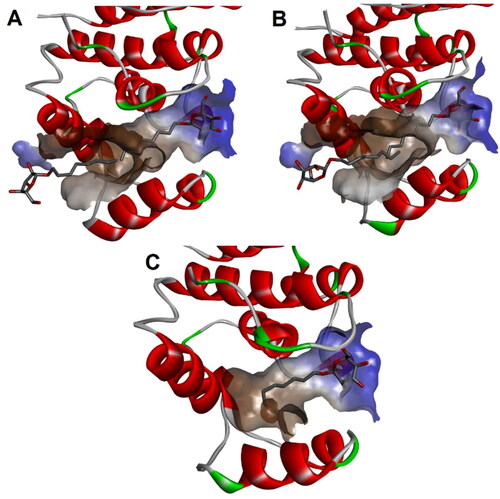 Figure 1. Lipid binding pocket at the MAPK insertion domain from different crystal structures of p38 MAPK: (A) Crystal structure of p38 MAPK (PDB: 2npg); (B) Crystal structure of p38 MAPK (PDB: 2fst); (C) Crystal structure of p38 MAPK (PDB: 1zyj).