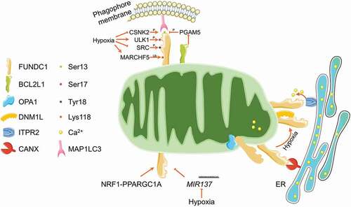 Figure 3. Regulatory circuit of FUNDC1-mediated mitophagy. FUNDC1 is phosphorylated by CSNK2, ULK1 and SRC kinases at Ser13, Ser17 and Tyr18, respectively. The Ser13 is dephosphorylated by mitochondrial phosphatase PGAM5, which is finely tuned by BCL2L1. The phosphorylation at Ser17 while dephosphorylation at Ser13 and Tyr18 under mitochondrial stresses (especially hypoxia) enhances the FUNDC1-MAP1LC3 interaction and stimulates mitophagy induction. The mitochondrial E3 ligase MARCHF5 could ubiquitinate FUNDC1 at Lys118 for its proteasomal degradation and thus desensitize hypoxia induced mitophagy. FUNDC1 is also tuned by transcriptional factor NRF1-PPARGC1A and MIR137 at transcriptional and post-transcriptional level, respectively. FUNDC1 is enriched in MAM structure by interacting with ER resident CANX and ITPR2, where it promotes the release of ER Ca2+ to mitochondria and cytosol. Under mitochondrial stresses, FUNDC1 disassociates with OPA1 and CANX, while associates with DNM1L at MAMs to facilitate mitochondrial fission and mitophagy.