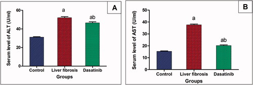 Figure 1. (A, B) Effect of dasatinib treatment on serum levels of the liver enzymes; alanine transaminase (ALT) and aspartate transaminase (AST) in mice with thioacetamide-induced liver fibrosis. The data are presented as mean ± SEM (n = 6). aSignificant difference from the control group; bsignificant difference from liver fibrosis-inducted group (at p ˂ .05)