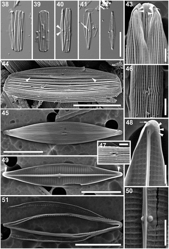 Figs 38–51. Proschkinia sulcata. Figs 38–42. Light micrographs. Figs 38, 40. Frustules with partially detached valves. Arrowheads indicate the two more widely spaced central striae. Fig. 39. Girdle view. Figs 41, 42. Valve view. Arrow indicates the fistula visible as refractive dot. Figs 43–51. Scanning electron micrographs. Fig. 43. Apical part of the frustule showing series small areolae at the end of the terminal raphe fissures (arrowheads). Fig. 44. Intact frustule. Arrowheads indicate a subtle valve face-mantle junction. Fig. 45. External view of the valve. Fig. 46. Central part of the valve (external view). Fig. 47. Detail of the central area revealing the external fistula opening hidden beneath the pocket-like silica flap. Fig. 48. Internal view of the apical part of the valve showing a series of small areolae at the end of the curved thickening (arrowheads) and a single areola close to the apex margin (arrow). Fig. 49. Internal view of the valve with curved thickenings at the apices (arrowheads). Fig. 50. Central part of the valve (internal view). Fig. 51. Detached girdle bands. Scale bars: Figs 38–42, 44: 10 µm, Figs 45, 49, 51: 5 µm, Figs 43, 46–48, 50: 1 µm.