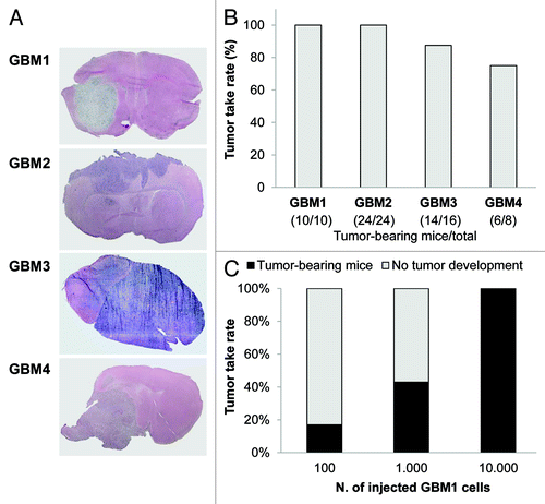 Figure 2. In vivo tumorigenicity of human GBM TIC cultures. (A) Representative images of tumors developed in NOD/SCID mice orthotopically grafted with TICs from GBM 1–4. After sacrifice of the animals (survival range 80–190 d), brains were fixed and stained with hematoxylin and eosin (H&E), showing that all four TICs initiated high-grade invasive tumors. (B) The tumorigenic potential has been recorded as the percentage of tumor take-rate for each GBM TIC after injection of 10,000 cells. The ratio of mice bearing tumor xenografts and total number of animals used for in vivo experiments is reported in brackets. (C) The percentage of tumor take-rate is dependent from the number of injected TICs. The indicated number of cells of GBM 1 TIC was injected into the brain of NOD/SCID and generated tumors with different take-rate efficiency.