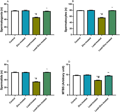 Figure 9. The effects of zinc on germ cell count; spermatogonial (A), spermatocytes (B), spermatids (C) and mean testicular biopsy score, MTBS, using Johnsen’s score (D) in lead-treated male Wistar rats. Values are mean ± SEM of 5 replicates. Data were analyzed by one-way ANOVA followed by Tukey’s post hoc test. *P < 0.05 vs. control, #P < 0.05 vs. zinc-treated, ∼P < 0.05 vs. lead-treated.