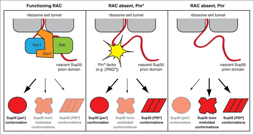 Figure 6. A model for the function of the RAC in antagonizing prion formation. (Left panel) RAC-mediated Ssb chaperoning of nascent Sup35 minimizes its co-translational conversion into non-native conformations, including toxic misfolded species and [PSI+] prion conformations. (Center panel) In the absence of RAC function, the N-terminal prion domain of Sup35 is more vulnerable to misfolding. [PIN+] factors, such as the [RNQ+] prion, can serve as templates to cross-seed Sup35 folding into [PSI+] prion conformations and thereby reduce the propensity of Sup35 to adopt more toxic conformations. (Right panel) In the absence of RAC function and without [PIN+] factors, Sup35 is free to misfold into a wide spectrum of conformations, including prion forms and toxic misfolded forms.