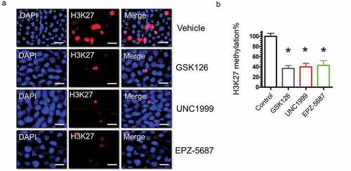 Figure 5. Immunocytochemistry of THP-1 cells for H3K27 methylation following treatment with GSK126, UNC1999, and EPZ-5687. THP-1 cells fixed and stained with anti-H3K27 (red channel) and nuclear DAPI staining (blue channel) to examine methylation levels of H3 at lysine residue number 27 following vehicle control (DMSO) and 1 μM of GSK126, UNC1999, and EPZ-5687 (a). For each independent plate of cells, five random visual fields were acquired from each whole-well scan, and cells in eight images were quantified from each field. Scale bars = 30 μm. (b) the total cellular immunofluorescence was calculated and then normalized to the DAPI nuclear stain. Values represent means ± S.E.M. for n = 3 independent experiments. *Significantly different from the vehicle control (Student’s t test, p < .05)