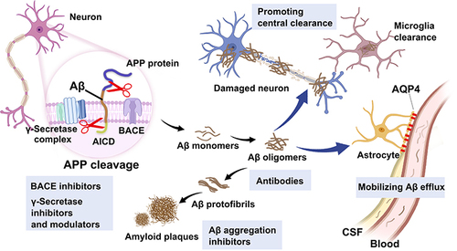 Figure 1 Illustration of the process of Aβ production, aggregation, and clearance in central and peripheral. APP is cleaved by β- and γ-secretase on neuron cells to release Aβ monomers, following self-aggregated into oligomers and fibrils to form plaques. Cerebral Aβ can be degraded by microglia phagocytosis or transported out of the brain for degradation.