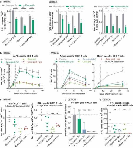 Figure 4. Priming, expansion, and cytotoxicity of antigen-specific T cells induced by RNA-LPX vaccination are severely suppressed by Dexa. (a), The number of nonspecific tetramer-negative or antigen-specific tetramer-positive CD8+ T cells per µL blood of the Dexa-treated groups was divided by the median number of nonspecific tetramer-negative or antigen-specific tetramer-positive T cells per µL blood, respectively, of the vaccine-only group as measured 5 d after the first vaccination. Depicted is the fold change of nonspecific CD8+ T cells or gp70- (left, n = 9), Adpgk- (middle, n = 5) and Reps1- (right, n = 5) specific CD8+ T cells as compared to the control group. Mean+SEM is depicted. (b), Fraction of antigen-specific CD8+ T cells in peripheral blood of RNA-LPX and Dexa-treated mice (gp70-specific (left): n = 9 on d 0 to 11, n = 5 on d 12, n = 4 on d 13 to 35; Adpgk- (middle) and Reps1-specific (right): n = 5). Mean±SEM is depicted. Vertical dotted lines represent days of treatment. (c), Splenocytes of BALB/c mice (n = 5) were ex vivo restimulated with gp70 AH1-A5 peptide 12 d after treatment start. IFNγ positive (left) and IFNγ granzyme B (gzmB) double-positive (right) CD8+ T cells were determined by intracellular cytokine staining. Mean (line) and individual values (symbols) are shown. Values from unstimulated samples were subtracted (see also Supplementary Figure 2). (d), Percent lysis of MC38 cells 6 h post-co-culture with isolated CD8+ T cells as measured by xCELLigence RTCA MP. Mean+SEM is depicted (n = 3). (e) IFNγ secretion upon ex vivo restimulation of splenocytes with MC38 tumor cells (n = 5) determined by ELISpot. Mean (line) and individual values (symbols) are shown. The dotted line represents the mean of the control group. n.d., not detectable.