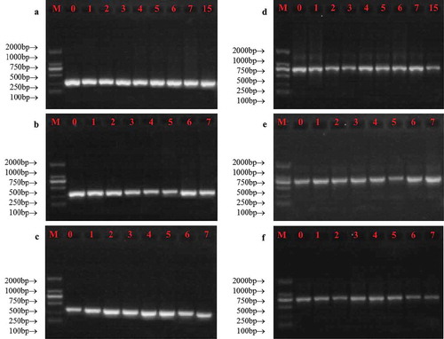 Figure 5. Changes in the integrity of mtDNA (a-c) and nDNA (d-f) obtained from milk during storage at 2°C (a and d), 10°C (b and e) and 20°C (c and f). M represented DL2000 marker, and the numbers represented the storage day of milk samples.Figura 5. Cambios en la integridad del ADNmt (ADN mitocondrial) (a-c) y el ADNn (ADN nuclear) (d-f) obtenidos de la leche durante su almacenamiento a temperaturas de 2°C (a y d), 10°C (b y e) y 20°C (c y f). M representa el marcador DL2000 y los números representan el día del almacenamiento de las muestras de leche.