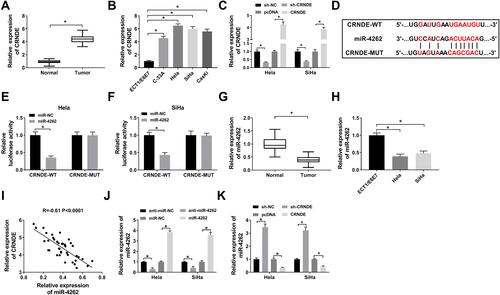 Figure 1 CRNDE directly interacted with miR-4262. (A and B) CRNDE expression was detected by qRT-PCR in cervical cancer tumors and cells (C-33A, Hela, SiHa, CasKi) as well as the normal tissues and cells (ECT1/E6E7). (C) CRNDE expression was detected using qRT-PCR in Hela and SiHa cells transfected with sh-NC, pcDNA, sh-CRNDE and CRNDE. (D) Prediction of the putative binding sites between CRNDE and miR-4262 using StarBase. (E and F) Luciferase activity of Hela and SiHa cells co-transfected with CRNDE-WT or CRNDE-MUT and miR-4262 or miR-NC was determined by dual-luciferase reporter assay. (G and H) The expression of miR-4262 in cervical cancer tumors and cells as well as the normal counterparts was detected by qRT-PCR. (I) Analysis of the correlation between CRNDE and miR-4262 by Person’s correlation coefficient (R=−0.61, P<0.0001). (J) Detection of miR-4262 expression in Hela and SiHa cells transfected with anti-miR-NC, miR-NC, anti-miR-4262 and miR-4262 by qRT-PCR. (K) Measurement of miR-4262 expression in Hela and SiHa cells transfected with sh-NC, pcDNA, sh-CRNDE and CRNDE by qRT-PCR. *P<0.05.