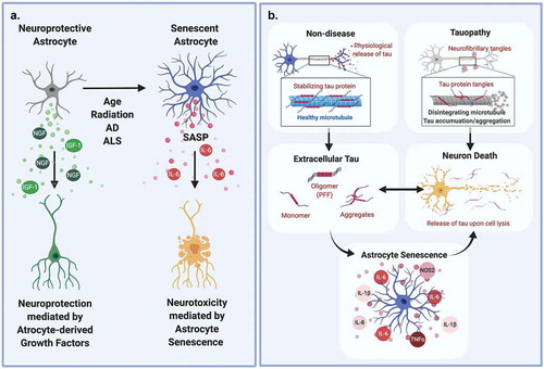 Figure 1. Astrocyte senescence and SASP in neurotoxicity and tauopathy. (a) Summary of our previous findings [Citation7,Citation8] of various triggers of senescence and SASP acquisition in human astrocytes. Using a trans-well co-culture system, we determined that senescent astrocytes exert neurotoxic effects on neurons via upregulation of inflammatory SASP cytokines and loss of neurotrophic factors. Inhibition of SASP by an IL-6 neutralizing antibody prevented astrocyte-mediated neurotoxicity. Conversely, a NGF neutralizing antibody diminished neuroprotective effects of non-senescent astrocytes. (b) Summary of tau propagation in neurodegeneration and our findings on tau-induced astrocyte senescence and SASP (from data shown below in Figure 2 and Figure 3). Physiological release of tau and/or pathological lysis of neurons with NFTs could contribute to the accumulation of extracellular tau. Three forms of extracellular tau are used for our experiments: monomers, oligomers (PFF) and their mixture to simulate the formation of larger aggregates. These tau treatments resulted in a phenotypic shift in human astrocytes with an upregulation of IL-6, IL-1β, TNFα, IL-8, and NOS2 (data shown in Figure 3)