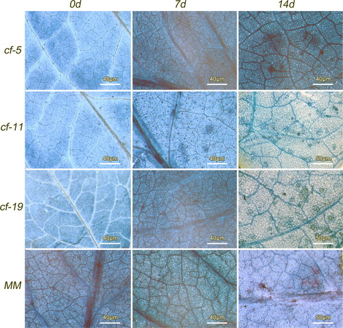 Figure 2. Trypan blue staining results of tomato leaves 0, 7 and 14 days after inoculation with C. fulvum Race 1.2.3.4. Tomato lines: cf-5, Ontrio7516 (carrying the Cf-5 gene); cf-11, HN42 (carrying the Cf-11 gene); cf-19, HN19 (carrying the Cf-19 gene); and MM, Moneymaker (not carrying a Cf gene).