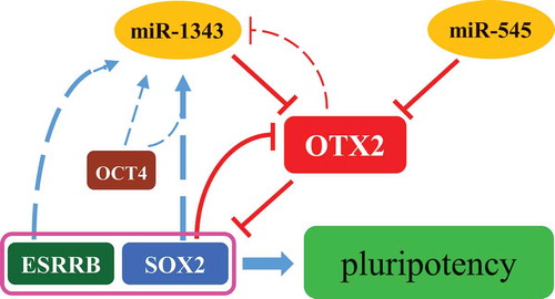 Figure 6. Regulation network of miR-1343-OTX2-SOX2 in piPSCs. The miR-1343 and miR-545 directly bind to OTX2 3ʹUTR and knock down OTX2 expression. OTX2 inhibits the expression of SOX2 and ESRRB. SOX2 is able to interacted with OTX2 promoter and represses OTX2 promoter activity. Both SOX2 and ESRRB upregulate miR-1343 expression, but OTX2 downregulates miR-1343 expression. MiR-1343-OTX2-SOX2 forms a regulatory network to maintain the pluripotency of piPSCs.