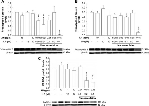 Figure 4 Effects of AN, LP, AN+LP, and nanoemulsion on procaspase 3, procaspase 8, and PARP-1 activation of HT-29 cells.Notes: The representative Western blot image and quantitative analysis of the proenzyme levels of (A) procaspase 3, (B) procaspase 8, and (C) the target nuclear protein PARP-1 of HT-29 cells as affected by various treatments. HT-29 cells were cultured with the medium in the absence (control) and presence of AN, LP, AN+LP, nanoemulsion. Values are expressed as the mean ± SD (n=3). *P<0.05 compared to the control. §P<0.05 compared to the AN+LP group.Abbreviations: AN, gold nanoparticles; LP, lycopene; SD, standard deviation; n, number of replicates.