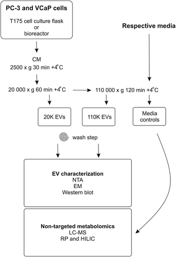 Figure 1. Schematic overview of the workflow of the study. Conditioned media from PC-3 and VCaP cells grown in cell culture flasks or in bioreactors were harvested for extracellular vesicles (EVs) by differential ultracentrifugation as 20K and 110K subpopulations. The isolated EVs were characterized by nanoparticle tracking analysis (NTA), electron microscopy (EM) and Western blotting, and the EV samples were submitted to non-targeted metabolomics (liquid chromatography mass spectrometry, LC–MS). Respective media controls for metabolomic profiling were incubated without cells at 37°C for 72 h and processed by ultracentrifugation similarly as the 110K EV samples. CM, conditioned media; RP, reverse phase; HILIC, hydrophilic interaction liquid chromatography.