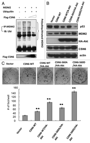 Figure 6A-C. CSN6 S60D mutant efficiently induces p53 degradation and enhances transformation. (A) CSN6 reduces the levels of MDM2 ubiquitination. 293T cells were transfected with the indicated plasmids. The proteasome inhibitor MG132 was added 6 h before harvesting cells. The ubiquitinated amount of MDM2 is analyzed by immunoprecipitated (IP) with anti-MDM2 followed by immunoblotting (IB) with anti-ubi. (B) CSN6 S60D mutant efficiently degrades p53. A549 cells were transfected with indicated plasmids and equal amounts of cell lysates were were immunoblotted with indicated antibodies. (C) Akt enhances CSN6-mediated cell transformation. Cells were transfected with indicated plasmids, and foci-formation assay was performed.