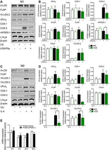 Figure 4 Celastrol (CS) modulates the expression of LM-biosynthetic enzymes during polarization of human MDM. (A and B) M0GM-CSF and (C and D) M0M-CSF were pre-treated with 0.2 µM CS or 0.1% DMSO (as vehicle) for 15 minutes before adding the polarizing agents LPS/IFNγ or IL-4, respectively, or vehicle. After 48 hours, cells were harvested, lysates were prepared, and proteins were analyzed by SDS-PAGE and Western blotting. Immunoreactive protein bands of LM-biosynthetic enzymes are shown for (A) M1-MDM and (C) M2-MDM. Immunoreactive bands of LM-biosynthetic enzymes were analyzed by densitometry for proteins derived from (B) M1-MDM and (D) M2-MDM, normalized to β-actin. Data are shown as means±SEM from n=4 separate donors. Densitometric ratios were used for statistical analysis. * p<0.05, CS vs control group, one-way ANOVA for multiple comparisons with Sidak’s correction. (E) Effects of CS on PTGS2 and PTGES mRNA levels during polarization towards human M1-MDM. M0GM-CSF were pretreated with 0.2 µM CS or 0.1% DMSO (as vehicle) for 15 minutes and polarized for 0, 6, 24, and 48 hours towards M1-MDM using LPS/IFNγ. RNA was isolated, transformed in cDNA by reverse transcription, and amplified by qPCR for quantification. Data are expressed as fold increase to DMSO control for n=3 separate donors. Statistics: * expression ratio is significantly different from 1, p<0.05, CS vs control group; multiple paired t-test with Holm-Sidak correction.