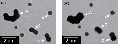 Figure 4. Electron micrographs of ammonium sulfate particles before (a) and after (a’) exposure to 75%RH for one day at atmospheric pressure for the same sample region. White arrows indicate particles that were found after exposure to have changed shape.