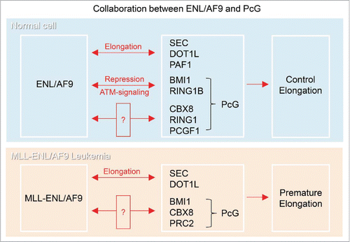 Figure 2. (Top) Collaboration between ENL/AF9 and PcG. ENL/AF9 was reported to interact directly with SEC, DOT1L and PAFc and promote transcriptional elongation. ENL also interacts with PcG proteins, CBX8, RING1 and PCGF1, but the cellular function of the interaction remains unknown. We found that ENL interacts with the E3-ubiquitin ligase complex in Polycomb Repressive Complex 1 (PRC1), BMI1 and RING1B, and these work together to repress transcription under ATM-signaling. Therefore, ENL functions in both transcriptional elongation and repression depending on the circumstances. (Bottom) Collaboration of MLL-ENL/AF9 with PcG in Leukemia. PcG is involved in the tumorigenesis in MLL-ENL/AF9 rearranged Leukemia. “?” show the interaction, of which meaning is not clear or controversial.